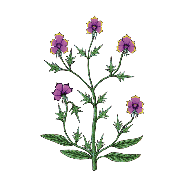 VOYNICH PLANT - Lumyvita